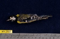 藏品(青背山雀)的圖片